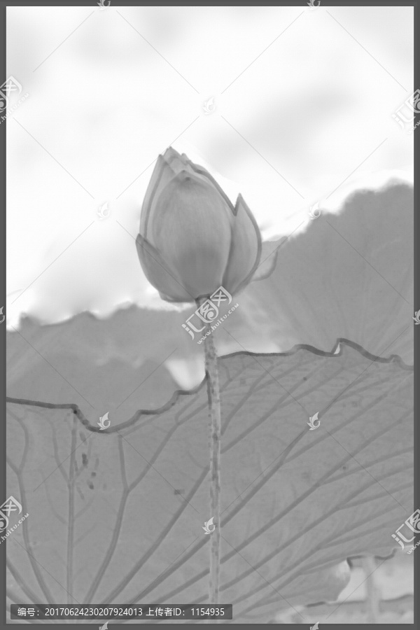水墨,荷花