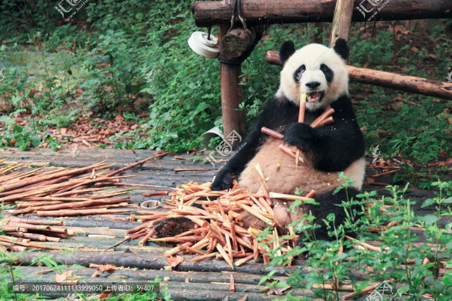 正在吃竹笋的大熊猫