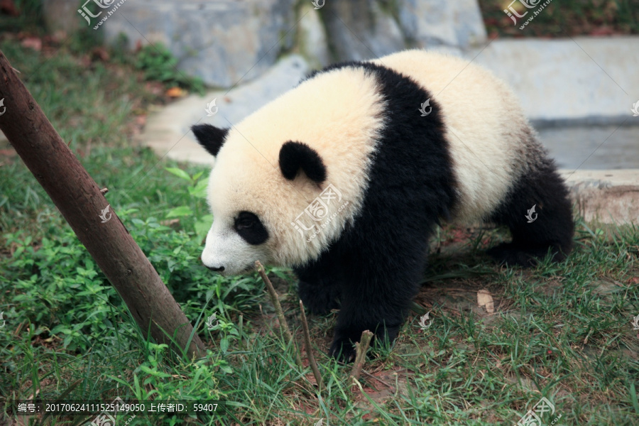 熊猫,散步的大熊猫