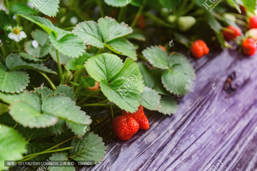 草莓,草莓种植