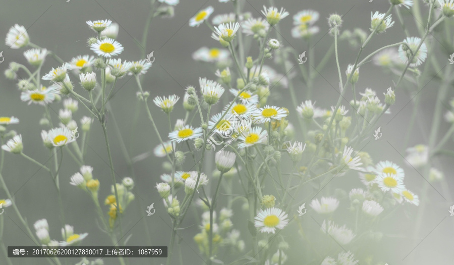 野雏菊