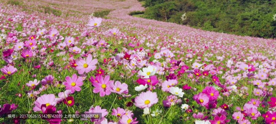 波斯菊花海