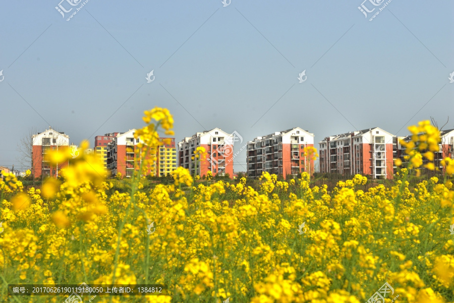 田园风光,油菜花