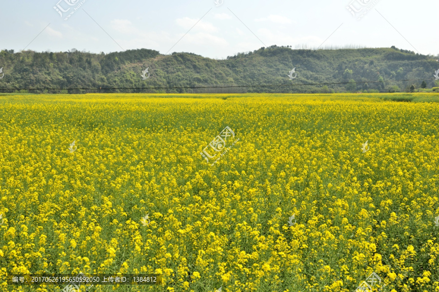 油菜花,田园风光