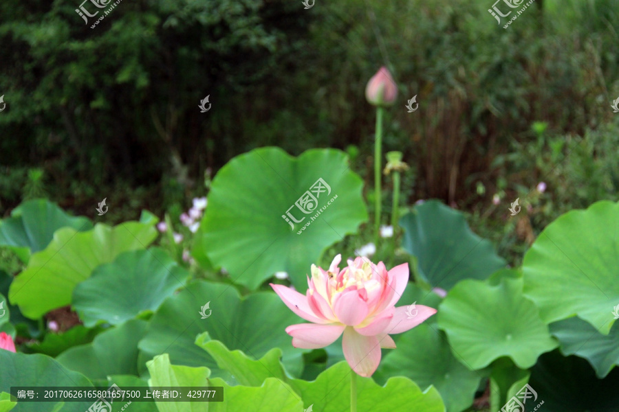 夏荷,,荷花池