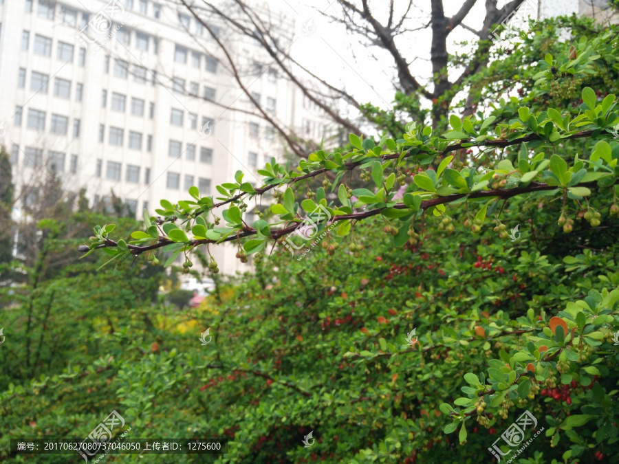 雨后带露珠的绿浆果