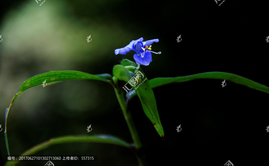 紫色花,竹节草,中草药