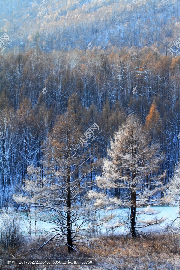 林海雪原树林