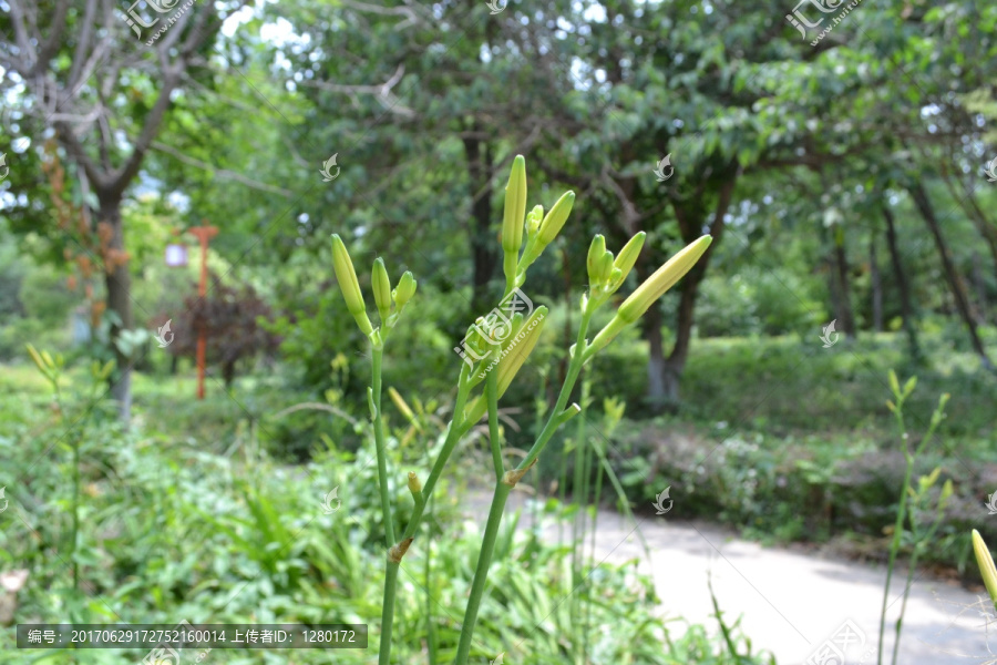 黄花菜