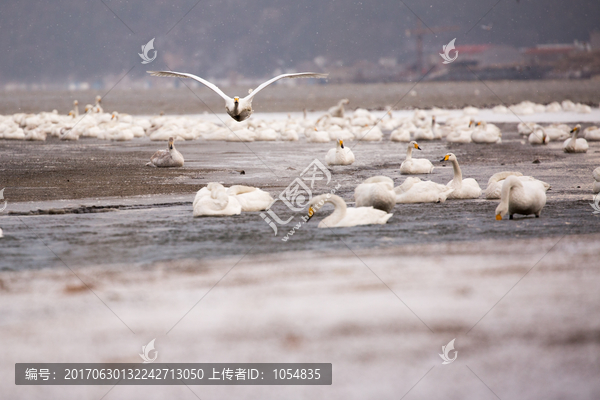 天鹅湖