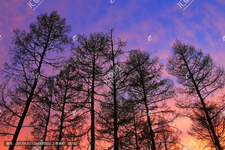 松林夕阳风景