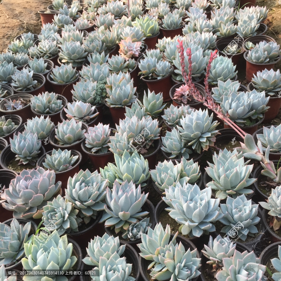 蓝鸟群,多肉植物