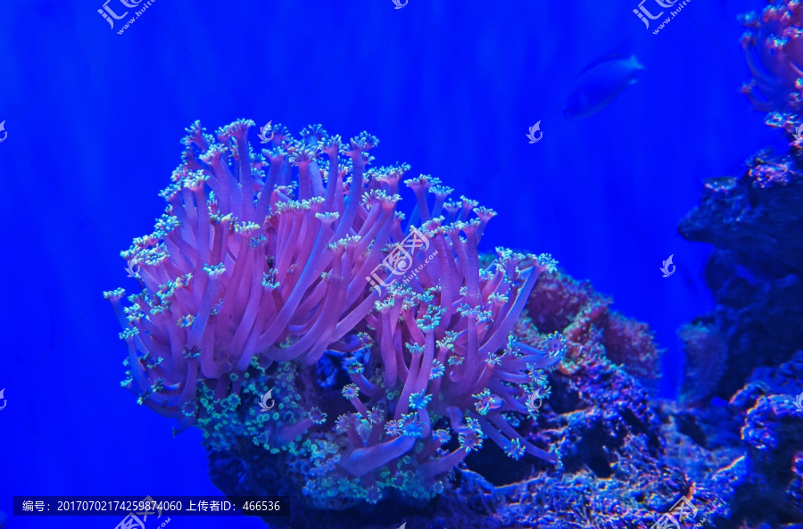 珊瑚,海洋动物,水族缸