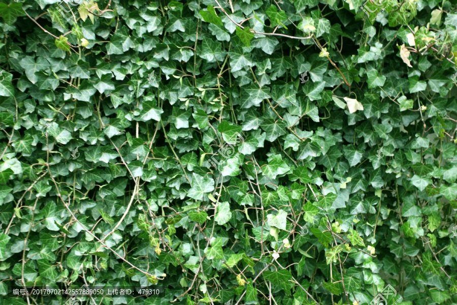 绿植,植物墙