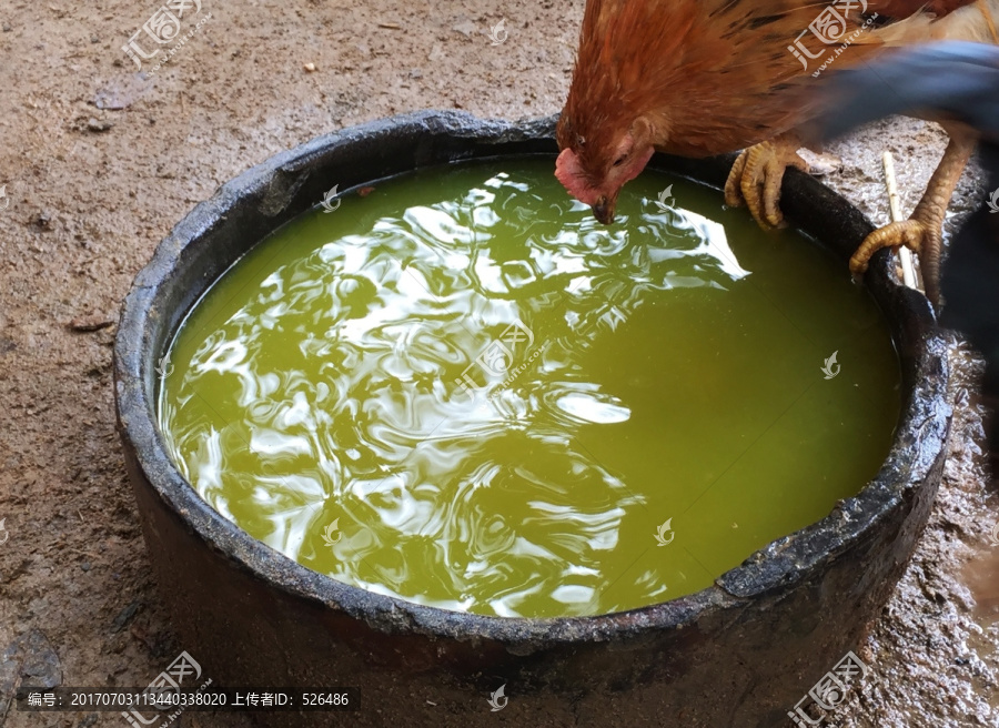 饮水鸡