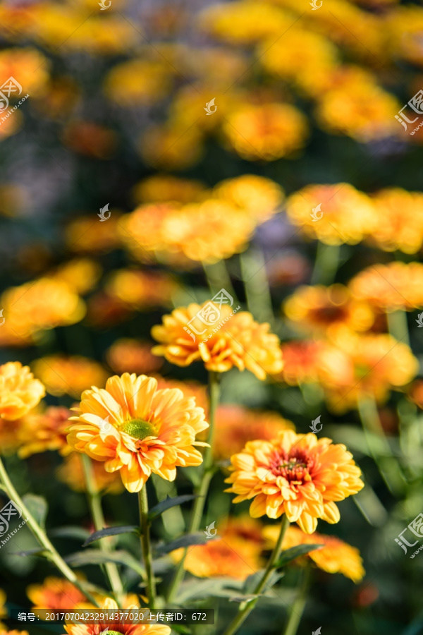 美丽的橙黄色菊花