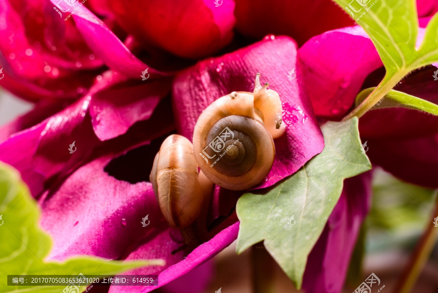 牡丹花上的两只蜗牛