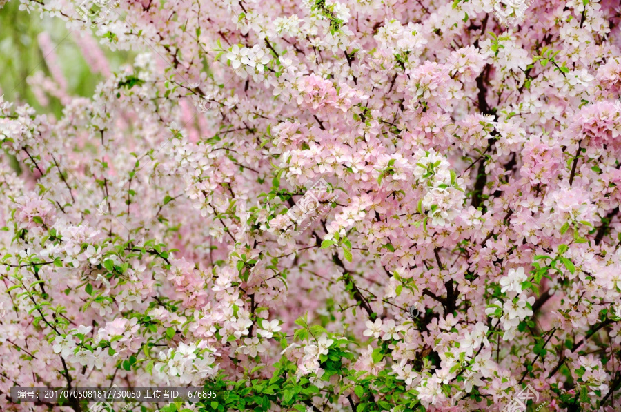 樱花盛开春色艳