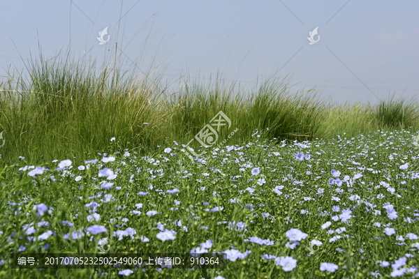 亚麻籽花