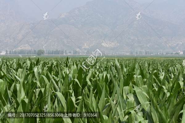 玉米田，玉米地