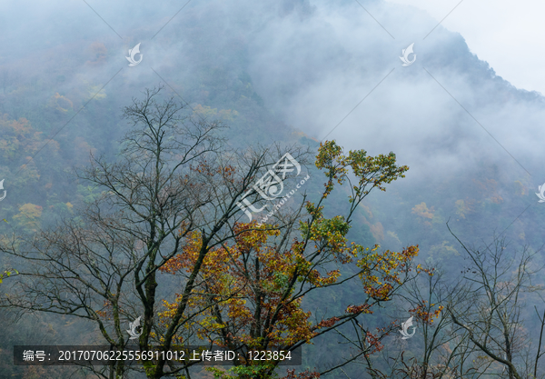 光雾山彩林树木树叶山林