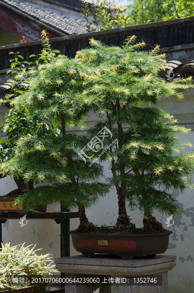 盆景植物