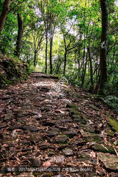 浓荫密布古道,森林小路