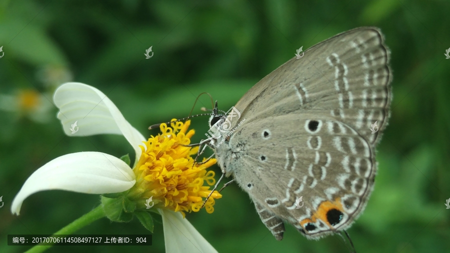 蝶恋花