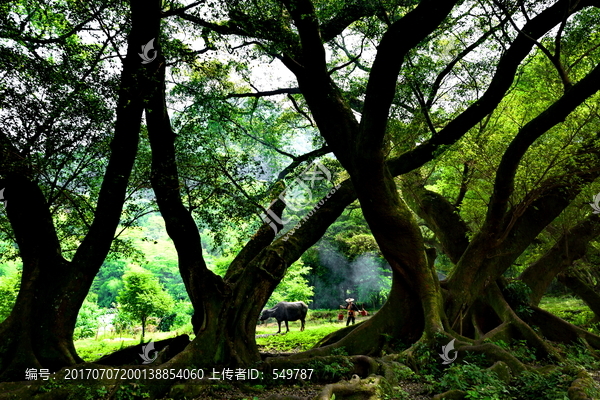 杨家溪古榕树