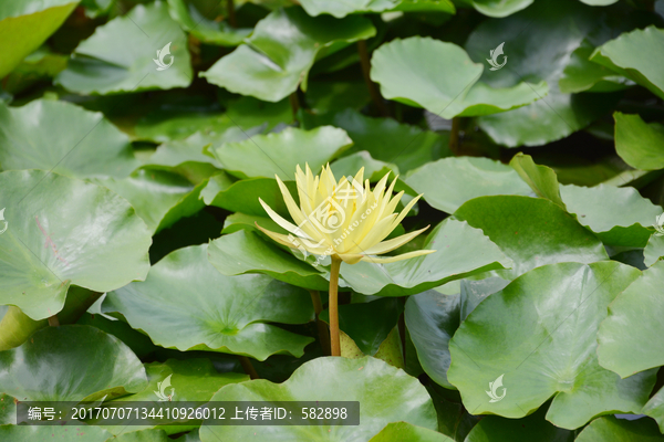 睡莲花开