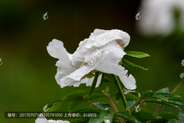 雨中的牡丹花