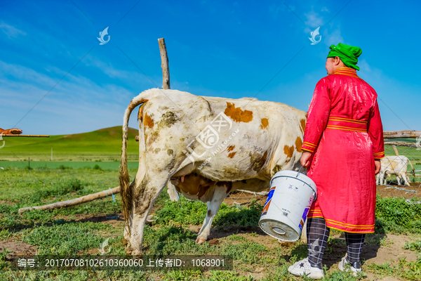 奶牛,牧民,搶奶牛犢