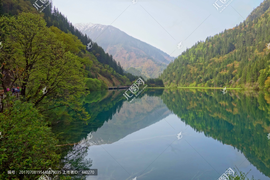 九寨沟箭竹海