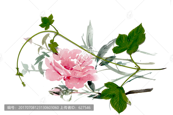 牡丹花