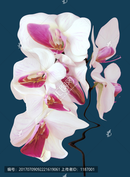 抽象花卉蝴蝶蘭花