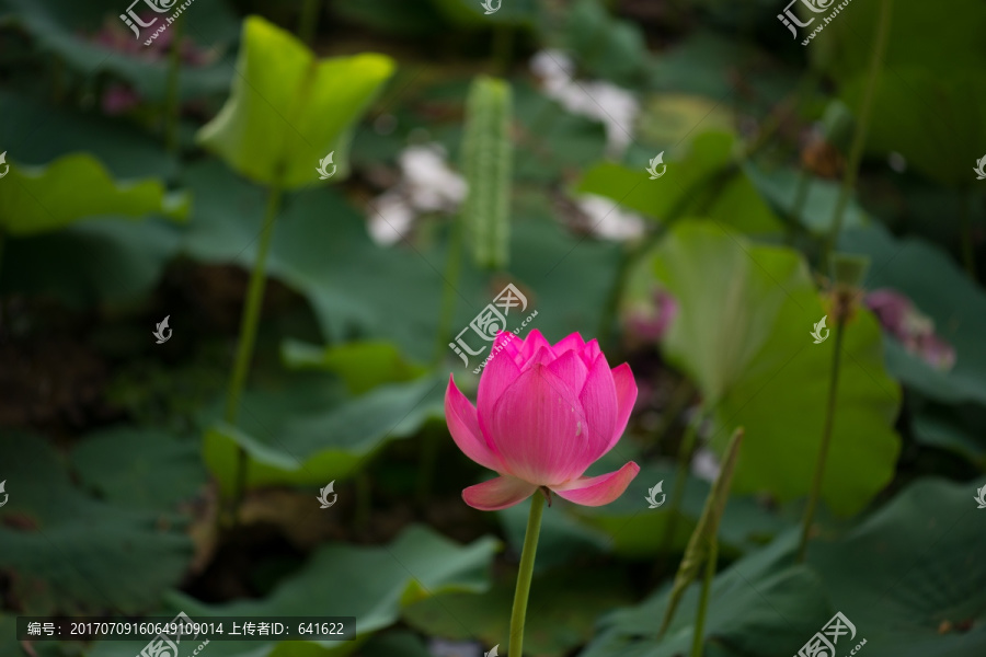 荷花,植物