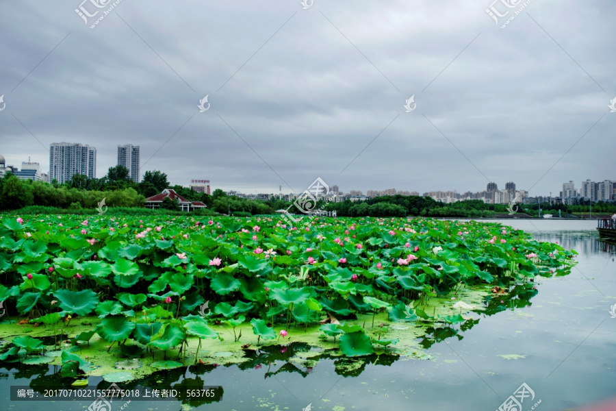 荷花池塘