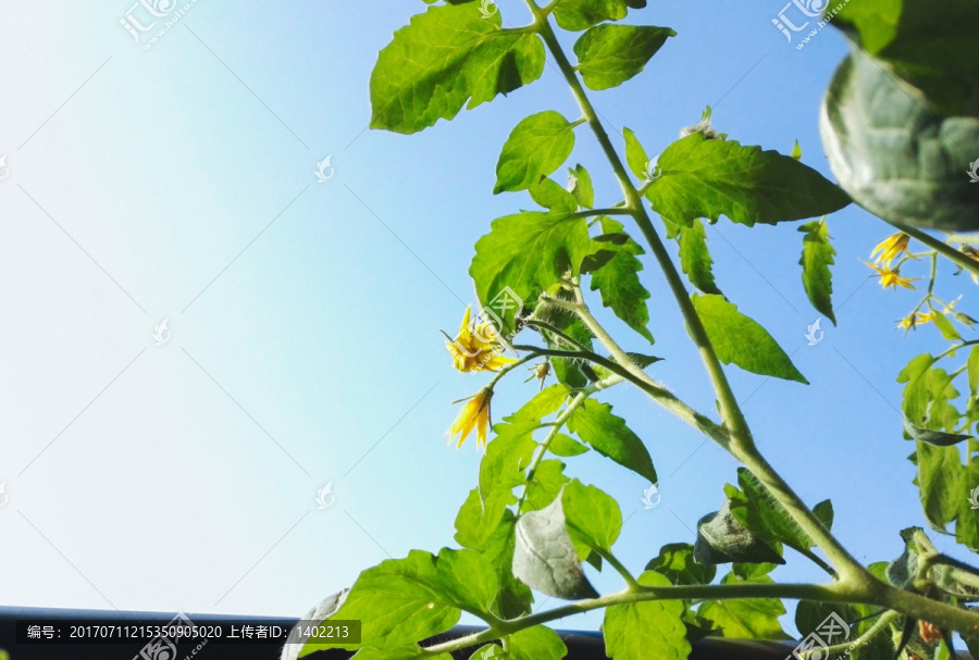 朝阳的绿叶黄花