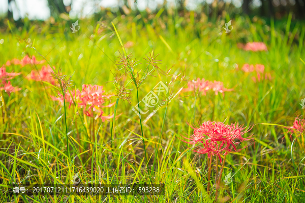 彼岸花