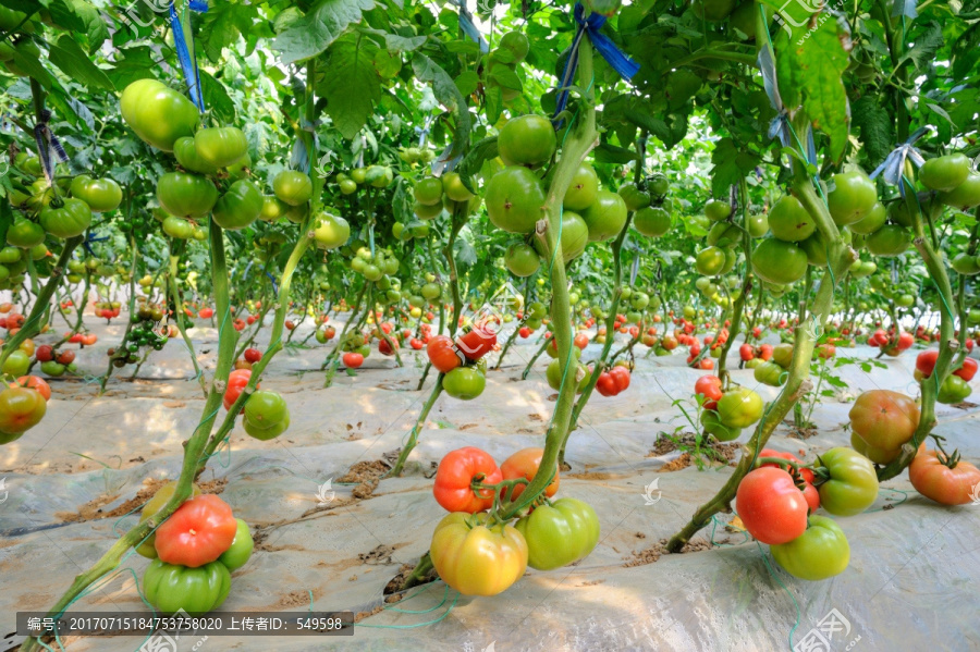 西红柿种植基地