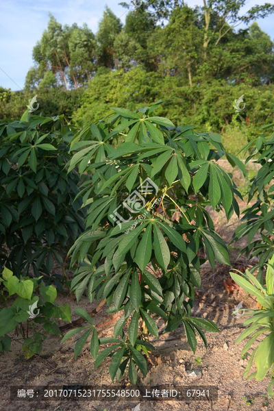 古井木薯树葛植物