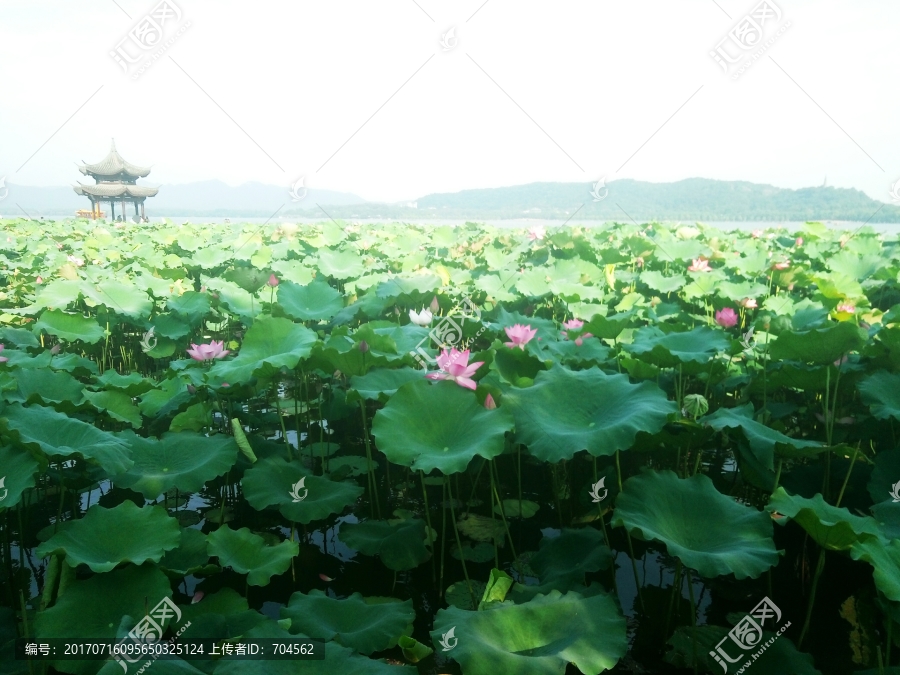 西湖荷花