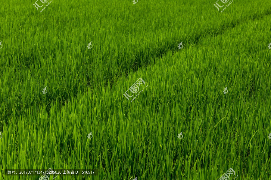 水稻,水田,基本农田保护区