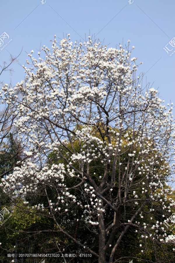 白玉兰 春天 花开 鲜花