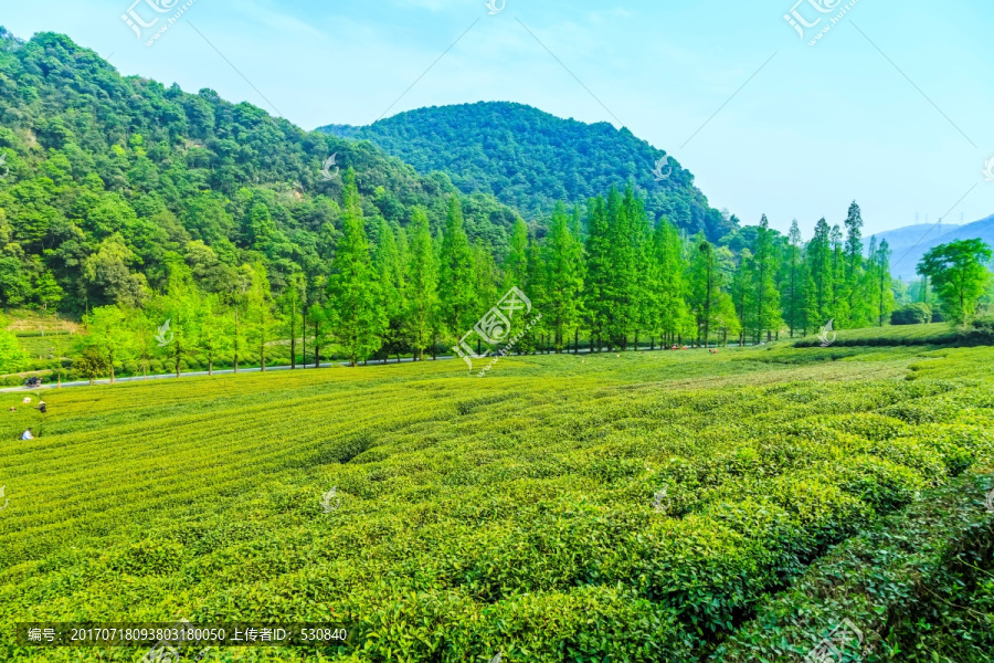 杭州西湖龙井茶园