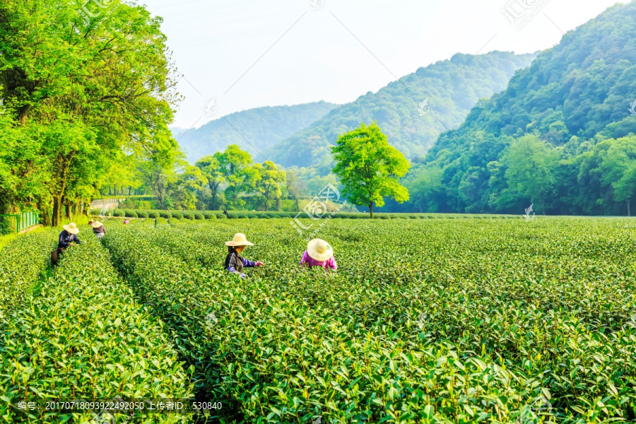 杭州西湖龙井茶园