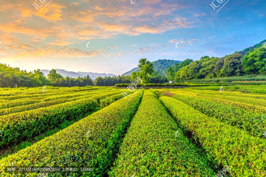 杭州西湖龙井茶园