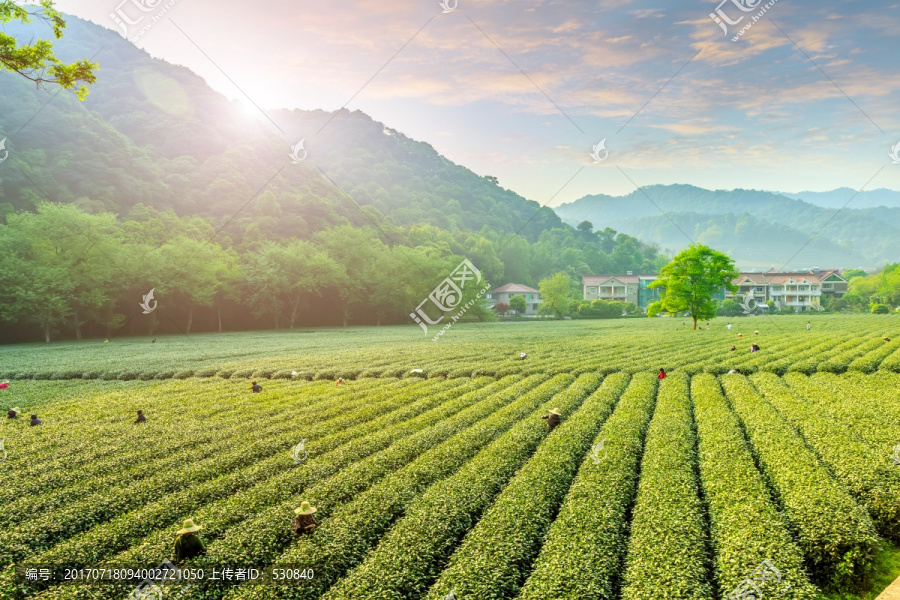 杭州西湖龙井茶园