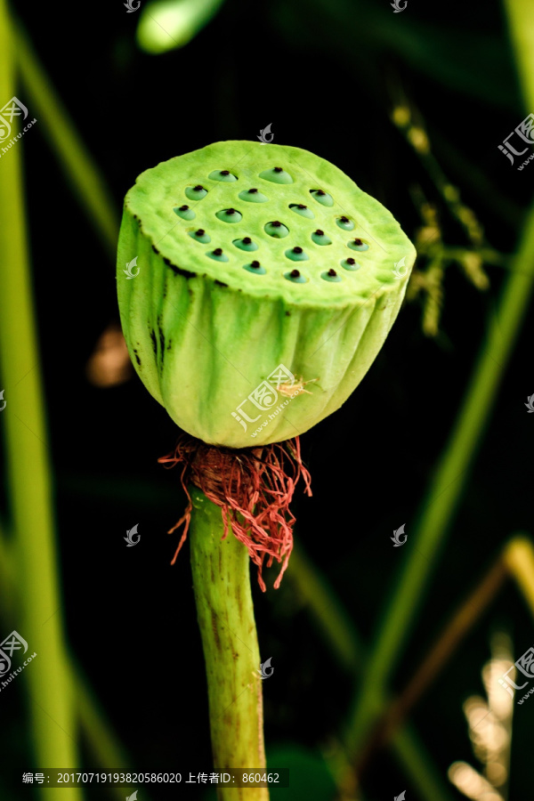 莲子肉,藕实,水芝丹,莲蓬子