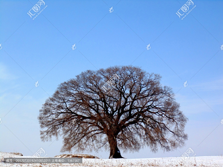 凌霜傲雪